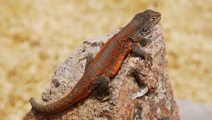 Descubren nueva especie de lagartija que habita a más de 4 mil metros de altitud