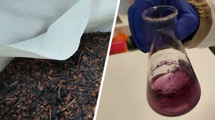 Nova-IA: Inteligencia artificial y ciencia rescatan nutrientes desde residuos de la industria alimentaria